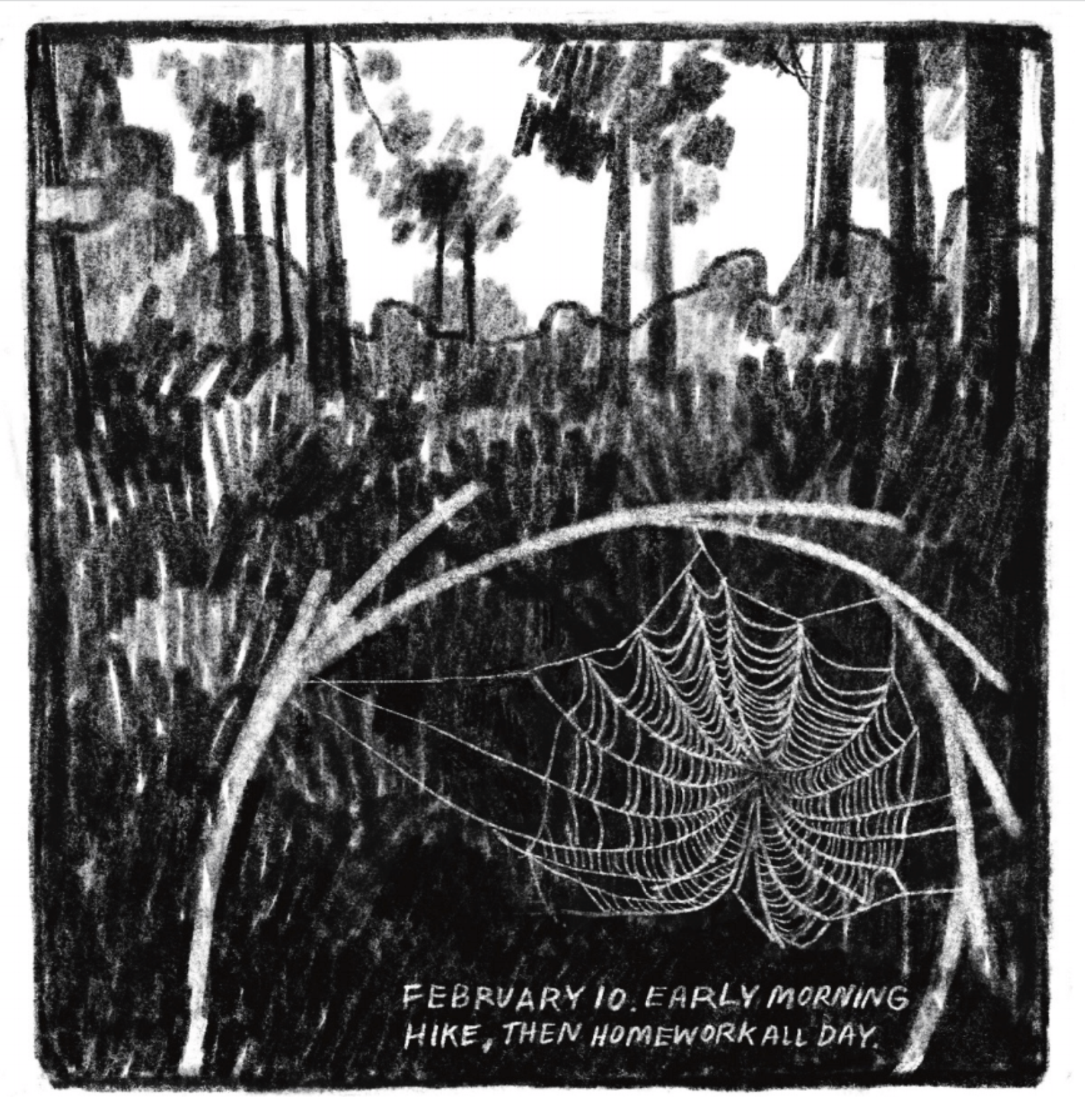 Hold Still Episode 7, Panel 6 "February 10. Early morning hike, then homework all day." Drawing of spider web in the woods