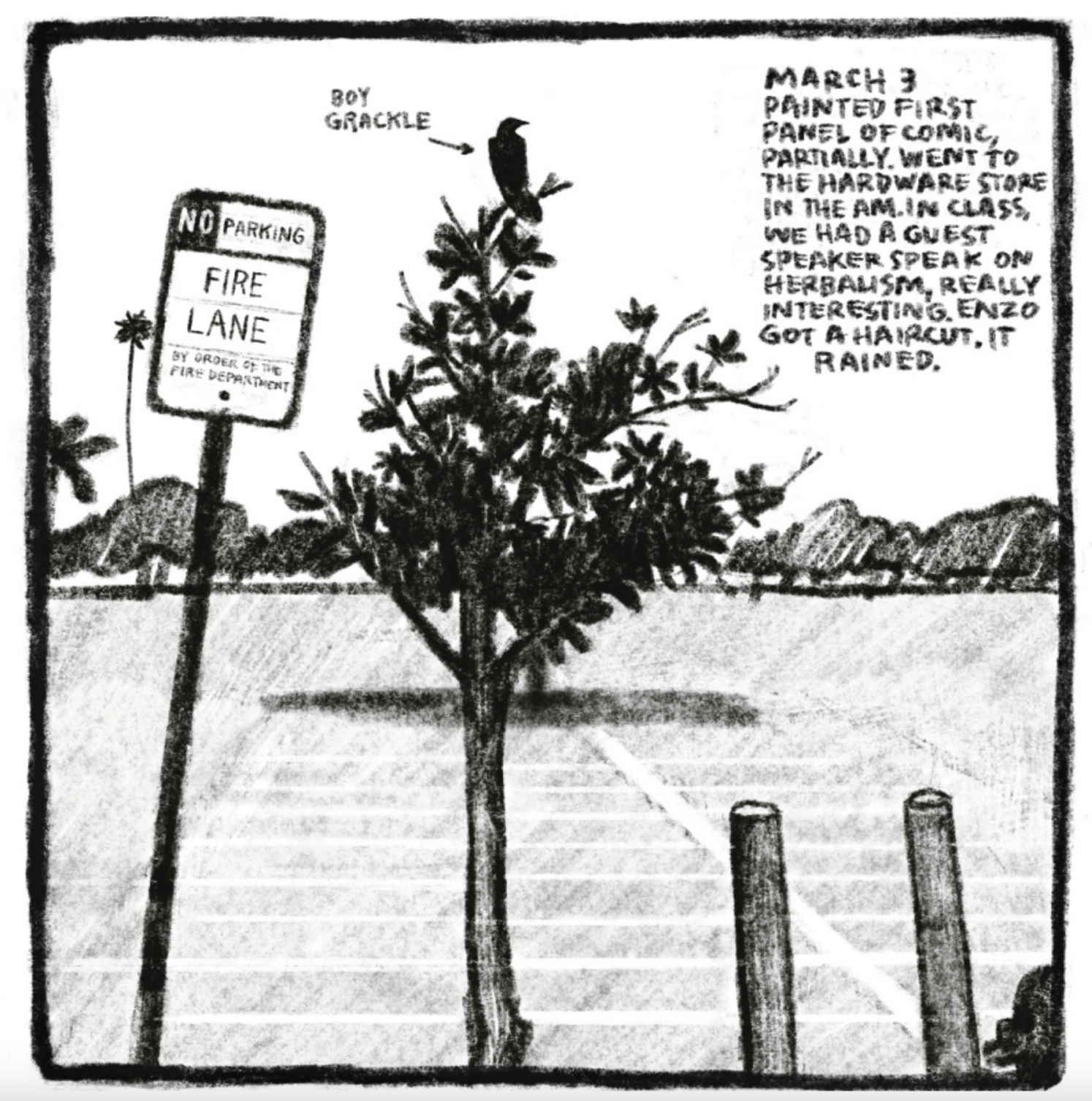 Panel 3
A boy grackle (identified explicitly with an arrow) sits atop a tree next to a "no parking / fire lane" sign.
Upper right corner reads: "MARCH 3
PAINTED FIRST PANEL OF COMIC, PARTIALLY. WENT TO THE HARDWARE STORE IN THE A.M. IN CLASS, WE HAD A GUEST SPEAKER SPEAK ON HERBALISM, REALLY INTERESTING. ENZO GOT A HAIRCUT. IT RAINED."