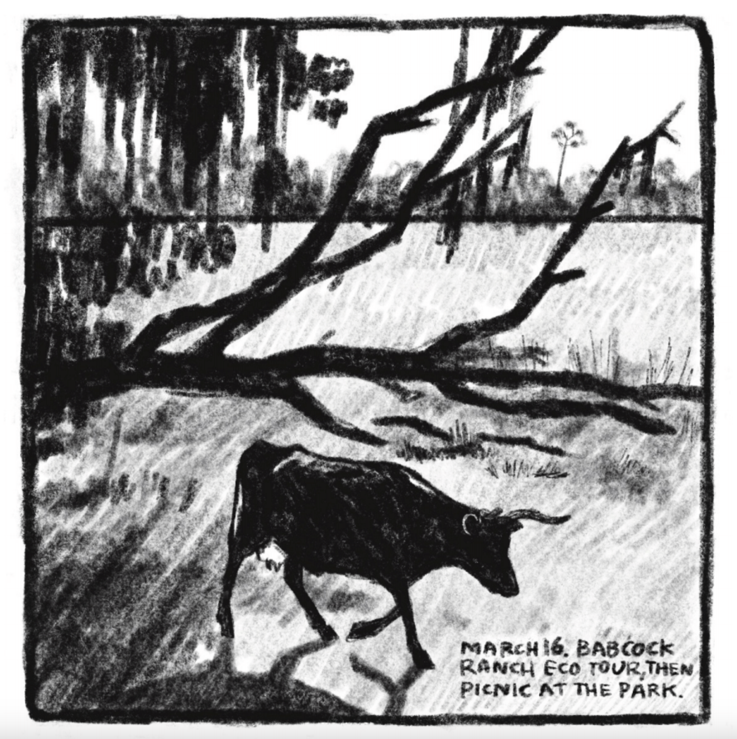A nature view, with trees on the horizon line and tree branches and Spanish moss in the foreground. A bull walks below the branches. 
Description reads: "March 16. Babcock Ranch Eco Tour, then picnic at the park." 