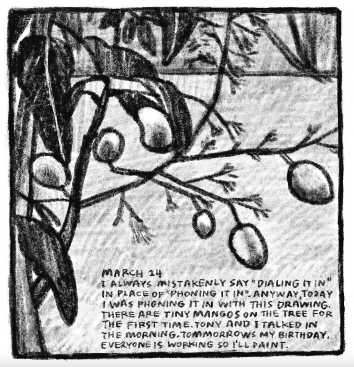 Close up drawing of a mango tree bearing fruit. 

Description reads: "March 24. I always mistakenly say 'dialing it in' in place of 'phoning it in.' Anyway, today I was phoning it in with this drawing. There are tiny mangos on the tree for the first time. Tony and I talked in the morning. Tomorrow's my birthday. Everyone is working so I'll paint."