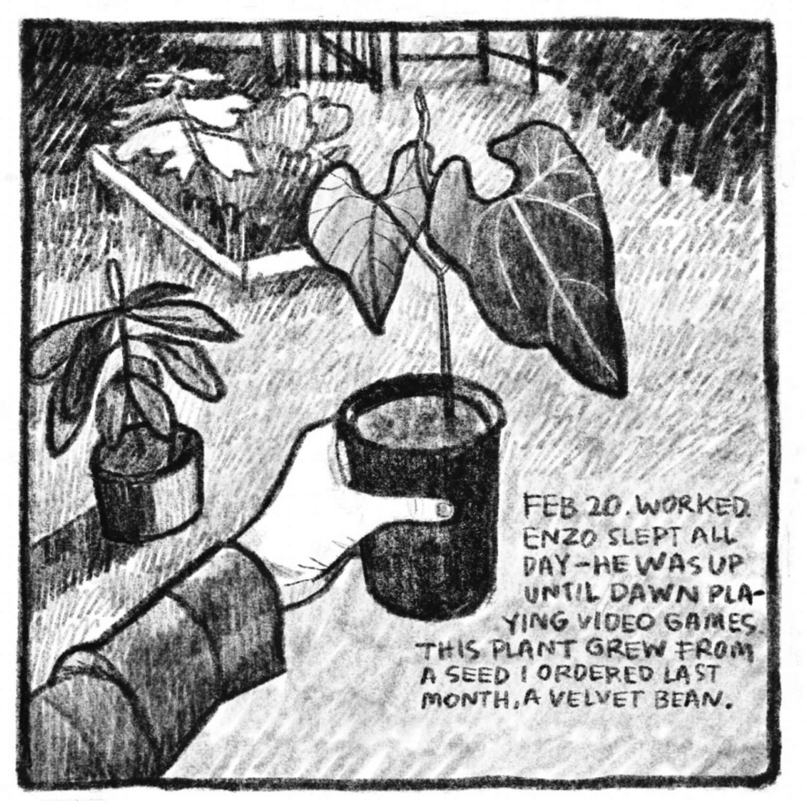 Hold Still Episode 9, Panel 4
Drawing of a hand holding a potted plant. 
Lower left corner reads: "FEB 20. WORKED. ENZO SLEPT ALL DAY - HE WAS UP UNTIL DAWN PLAYING VIDEO GAMES. THIS PLANT GREW FROM A SEED I ORDERED LAST MONTH, A VELVET BEAN."