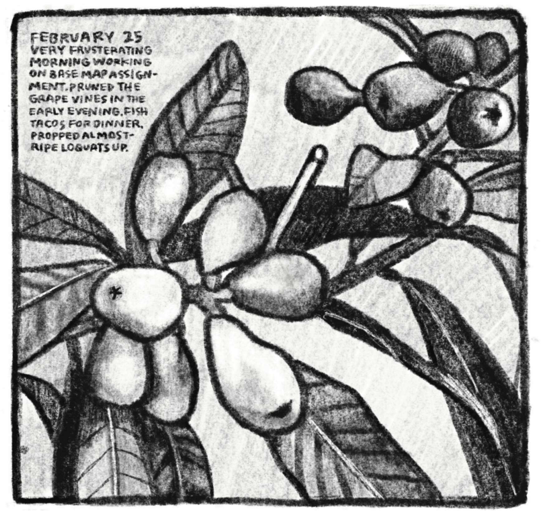 Hold Still Episode 10, Panel 2
Upper left corner reads: "FEBRUARY 25
VERY FRUSTERATING MORNING WORKING ON BASE MAP ASSIGNMENT. PRUNED THE GRAPE VINES IN THE EARLY EVENING. FISH TACOS FOR DINNER. PROPPED ALMOST-RIPE LOQUATS UP."
Drawing of a loquat tree close-up.