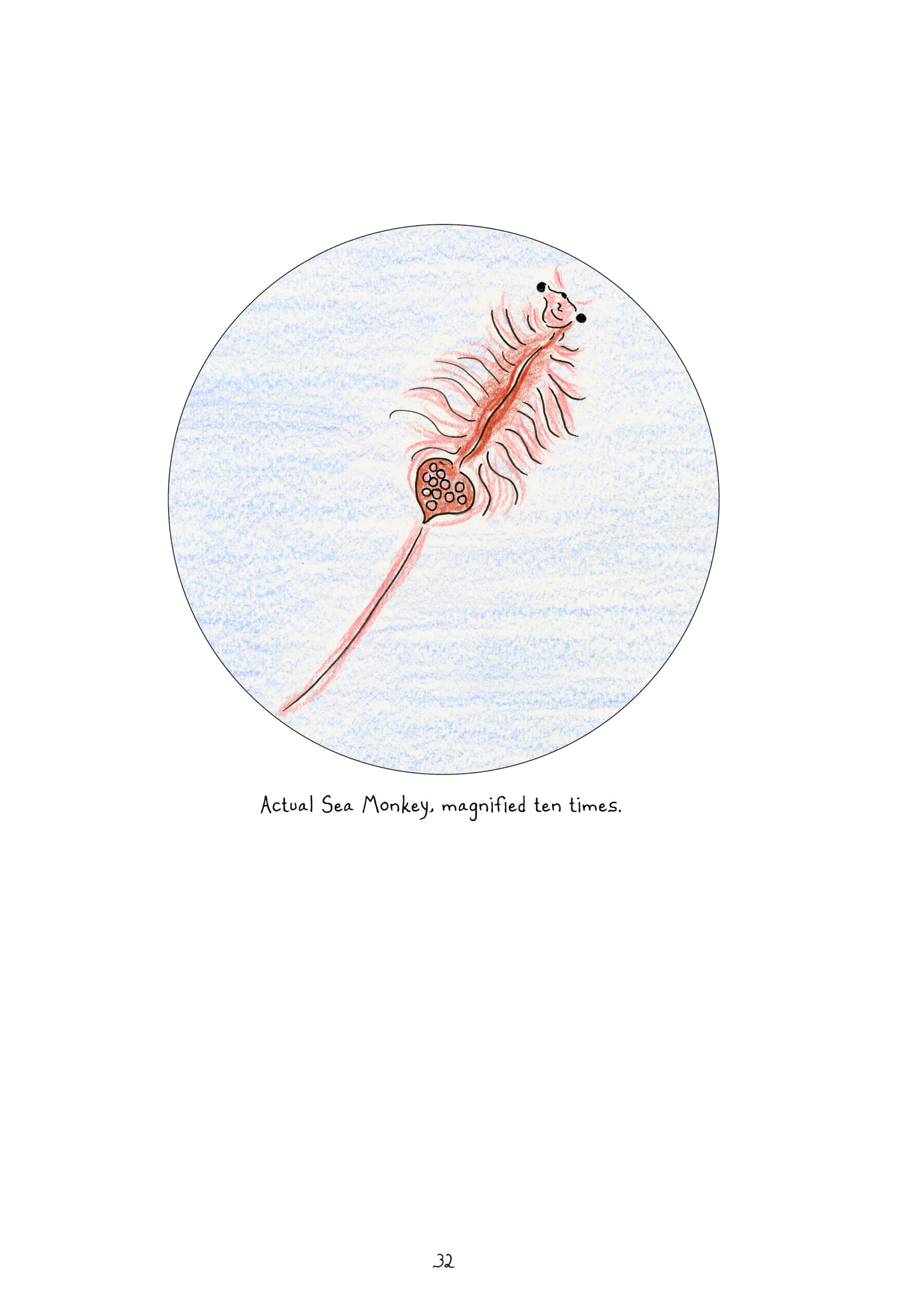 A rusty-colored sea monkey - captioned, "Actual Sea Monkey, magnified ten times" - is enclosed in a blue circle. The sea monkey appears to be smiling. It has little antennae. It looks like a long thin shrimp (it is technically a brine shrimp). Its torso has wispy appendages. Below the torso is an egg sac and a long gut like a worm's, resembling a tail.