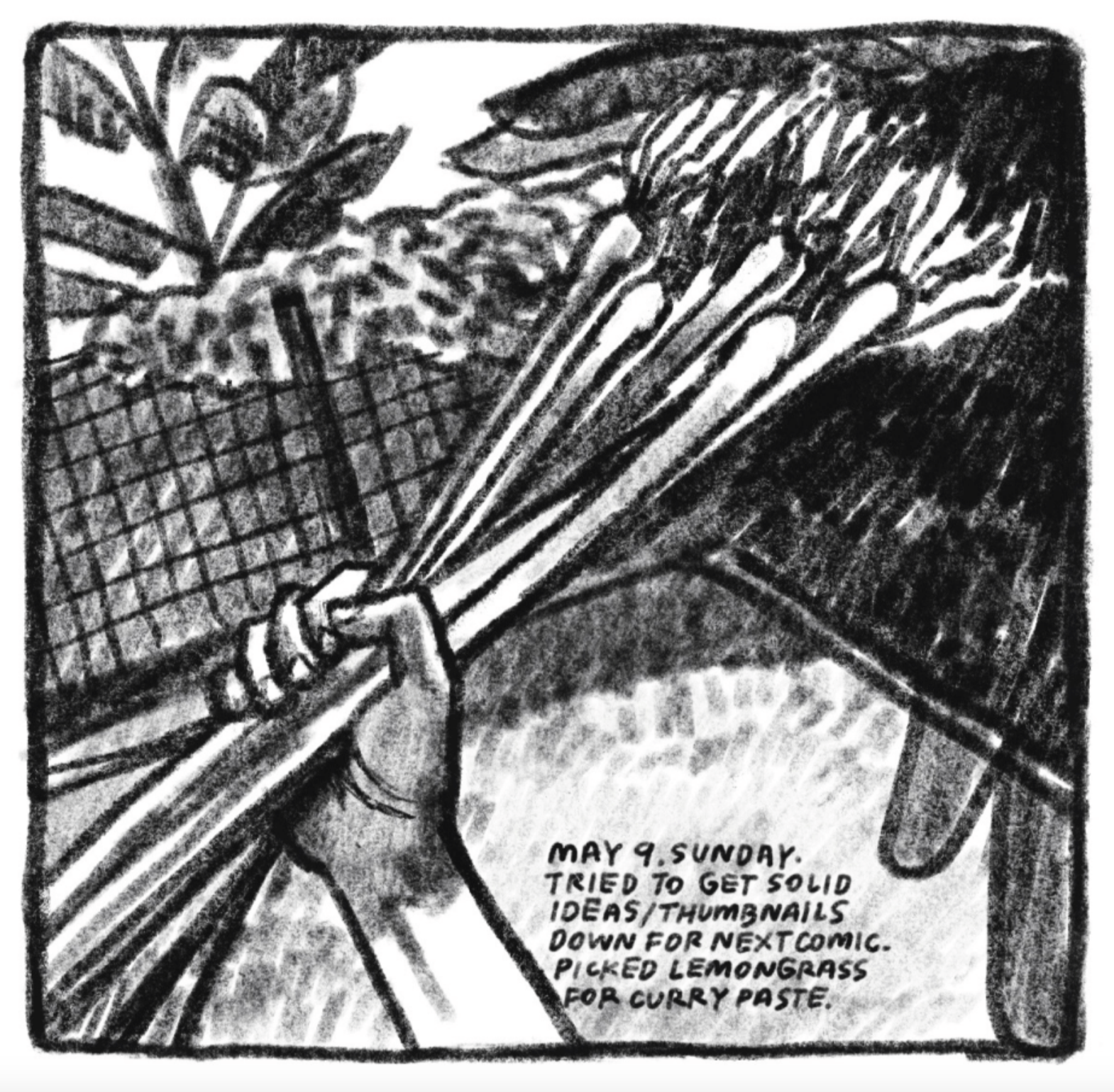 A hand firmly holds a bunch of lemongrass. There are trees and a fence in the background. 
"May 9. Sunday. Tried to get solid ideas/thumbnails down for next comic. Picked lemongrass for curry paste."