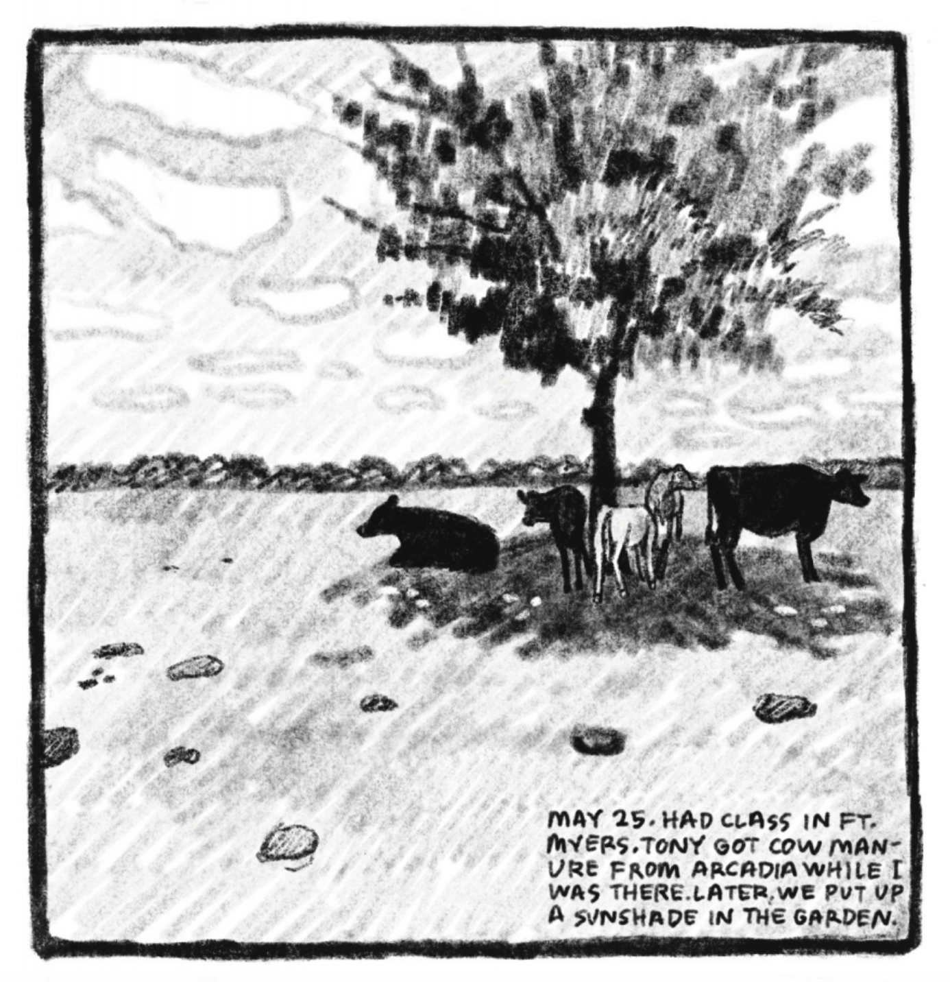 A group of cattle rests in the shade of a lone tree in a large field of grass. The sky is dotted with clouds. 
"May 25. Had class in Fort Myers. Tony got cow manure from Arcadia while I was there. Later, we put up a sunshade in the garden."