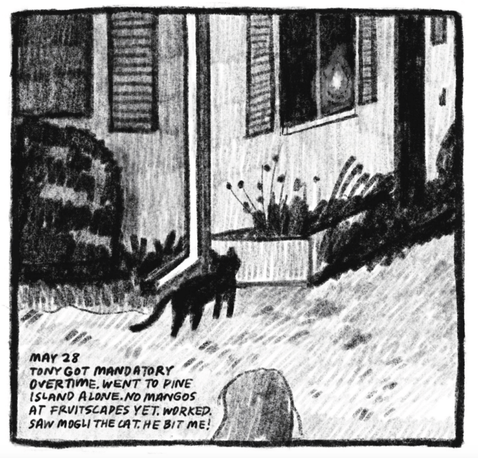 2. A black cat stands before the garden box at Kimâ€™s house. Tall plants are growing in the garden, and there are bushes to the side. The box sits below a window, whose shutters are open. â€œMay 28. Tony got mandatory overtime. Went to Pine Island alone. No mangos at Fruitscapes yet. Worked. Saw Mowgli the cat. He bit me!â€