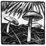 1. A close-up view of two mushrooms with umbrella-like caps and long stems. The mushrooms are surrounded by twigs on the ground and a saw palmetto frond above them. “July 20.”