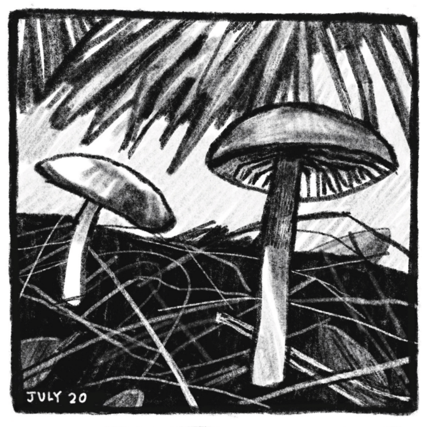 1. A close-up view of two mushrooms with umbrella-like caps and long stems. The mushrooms are surrounded by twigs on the ground and a saw palmetto frond above them. â€œJuly 20.â€