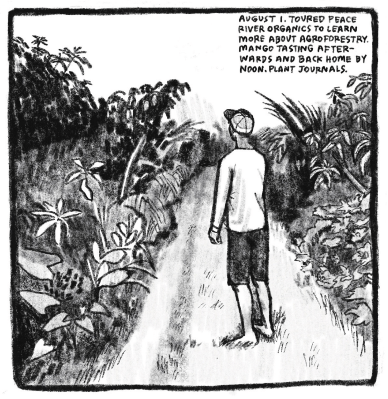 6. From behind, we see a man standing on a grassy path sandwiched by large swaths of tropical-looking flora. The man is wearing a baseball cap, a white long-sleeve shirt, and dark gray shorts; he is bare foot. The plants that surround him look like a lush forest, full of large flowers, grasses, and shrubs. â€œAugust 1. Toured Peace River Organics to learn more about agroforestry. Mango tasting afterwards and back home by noon. Plant journals.â€
