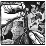 A zoomed in view of hands holding a plant’s steam with a leaf attached. In the background are more leaves and plants. “August 27.”