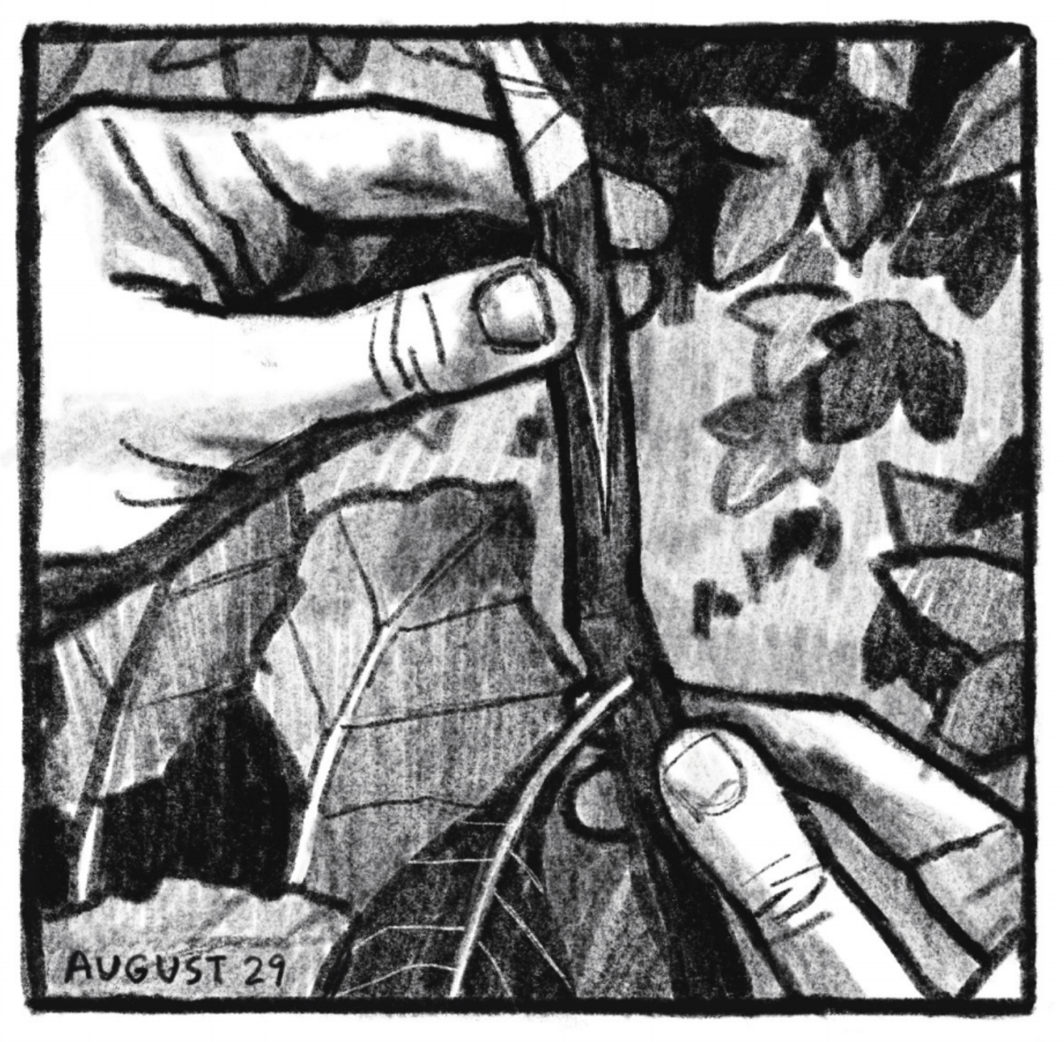 A zoomed in view of hands holding a plantâ€™s steam with a leaf attached. In the background are more leaves and plants. â€œAugust 27.â€