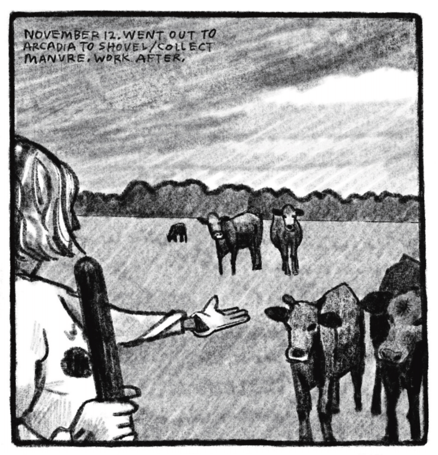 Kim is standing outside, reaching her left arm out, gloved palm up, gesturing towards two cows standing in front of her. She is holding the staff end of a gardening tool in her right hand, but the rest is cut off. Three more cows are further off in the distance. They are all standing in a wide open grassy field. The sky is overcast. â€œNovember 12. Went out to Arcadia to shovel/collect manure. Work after.â€