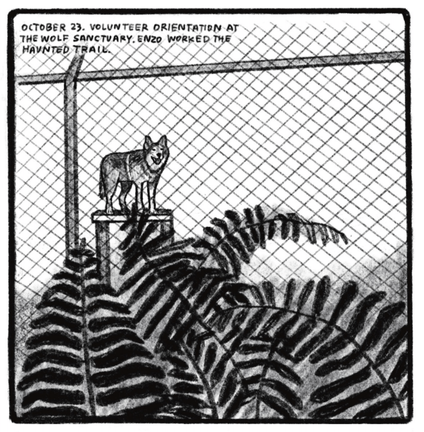 A wolf is standing on a ledge inside a fenced-in enclosure outside. Large fern leaves in the foreground cover the bottom half of the panel. â€œOctober 23. Volunteer orientation at the wolf sanctuary. Enzo worked the haunted trail.â€
