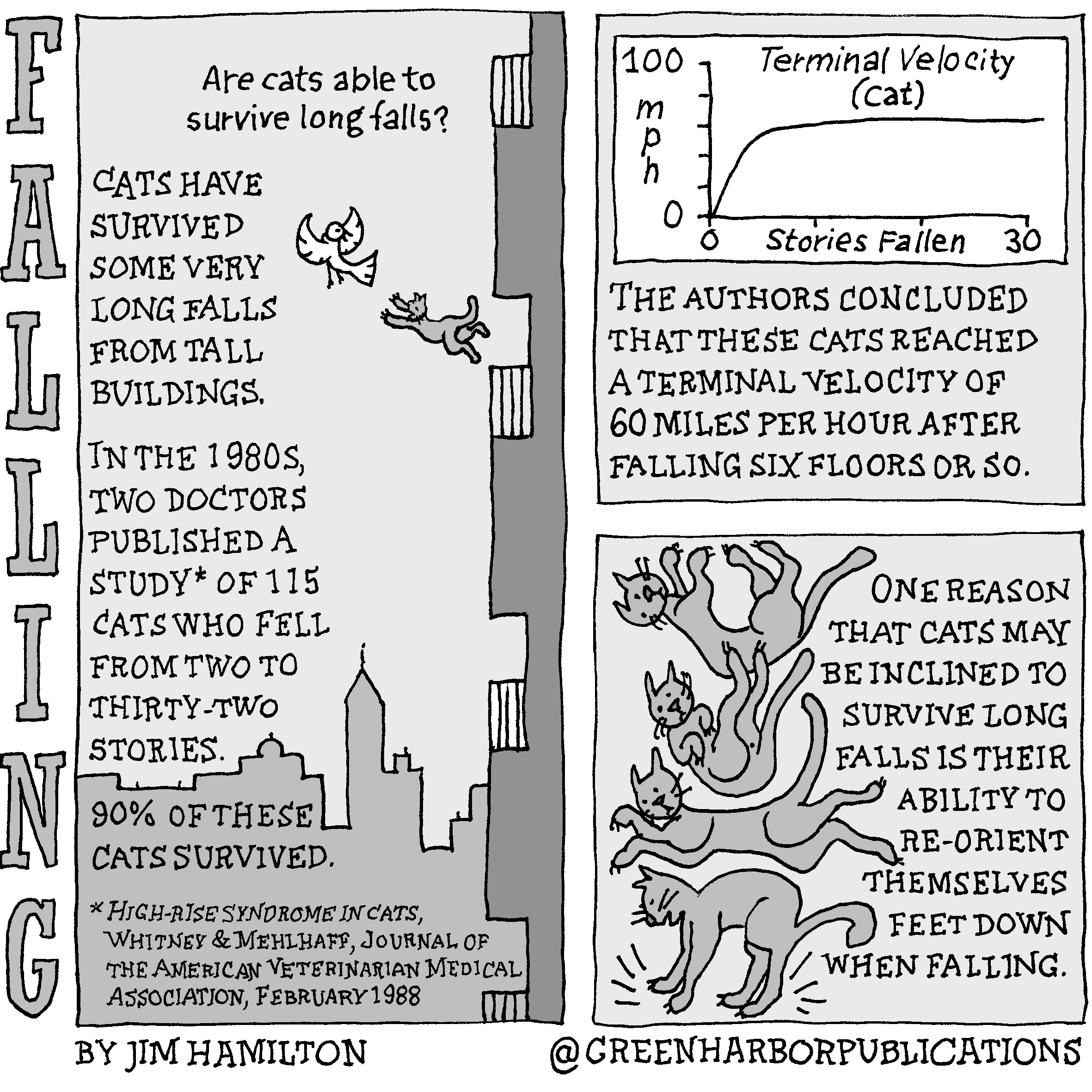 Panel 1:
The first panel is vertical. At the top is the question, â€œAre cats able to survive long falls?â€ Right below the question we see a gray cat leaping off of a high-rise balcony toward a white bird in flight. The dark silhouette of the building with its balconies occupies the right-hand side of the panel. On the left side is the following text, â€œCats have survived some very long falls from tall buildings. In the 1980s, two doctors published a study of 115 cats who fell from two to thirty-two stories.â€ Just below this text is the silhouette of a city skyline in gray. At the top of the skyline is the text, â€œ90% of these cats survived.â€ At the bottom of the page a footnote explains that the study is entitled, â€œHigh-rise syndrome in cats by Whitney and Mehlaffâ€ and that it appeared in the Journal of The American Veterinarian Medical Association in February of 1988.
Panel 2:
At the top of this panel is rectangular white chart outlined in black on a light gray background. The chart is entitled, â€œTerminal Velocity (Cat).â€ The vertical axis is â€œMiles per Hourâ€ and runs from 0 at the bottom to 100 at the top. The horizontal axis is â€œStories Fallenâ€ and runs from 0 at the left to 30 at the right. The curve starts at 0,0 and climbs quickly to sixty miles per hour and then flattens out, remaining at 60 miles per hour. The text reads, â€œThe authors concluded that these cats reached a terminal velocity of 60 miles per hour after falling six floors or so.â€
Panel 3:
At the left of this panel a series of drawings show four images of a gray cat on a light gray background. At the top left of the panel, the first cat is inverted with its feet up in the air. Over the course of the four images the cat flips and lands on its feet. The text at the right reads, â€œOne reason that cats may be inclined to survive long falls is their ability to re-orient themselves feet down while falling.â€
This cartoon is part of a series called Falling. It is written and drawn by Jim Hamilton who can be found on Instagram at Green Harbor Publications (all one word, greenharborpublications).